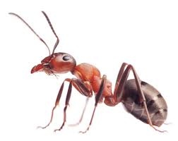 We are extremely honored to welcome kirkland's pest control, llc as our newest member in qualitypro. Kirkland S Pest Control 4159 Ringgold Rd Chattanooga Tn 37412 Yp Com