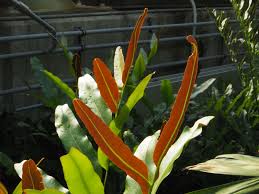 Image result for Acrostichum aureum