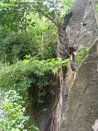 Image result for Deinbollia sp. A