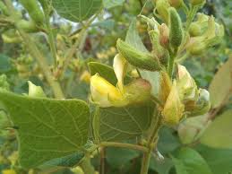 Image result for Rhynchosia resinosa