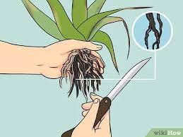Maybe you would like to learn more about one of these? Eine Kranke Aleo Vera Pflanze Wiederbeleben Wikihow