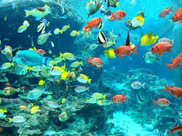 Okinawa Churaumi Akvaryumu Okinawa Japonya With Images Fish Artwork Marine Fish Oceans Of The World