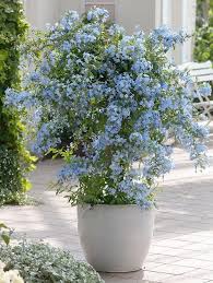 Putting together a hanging basket full of flowers can be a lot of fun. 40 Best Flowers For Full Sun Heat Tolerant Flowers For Containers