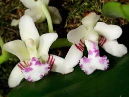 Image result for Polystachya caloglossa