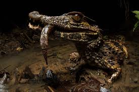 Maybe you would like to learn more about one of these? Smooth Fronted Caiman Also Known As Schneider S Dwarf Caiman Or Schneider S Smooth Fronted Caiman Hd Wallpaper Background Image 2047x1365