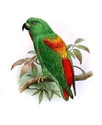 Di indonesia sendiri setidaknya burung serindit yang terkenal berasal dari malaysia dan jawa. Mengenal Burung Serindit Sula Kicau Sejati