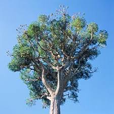 Image result for Cussonia corbisieri