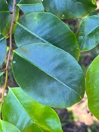 Image result for Oxyanthus goetzei