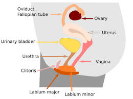 Flower is the reproductive part of most of the plants. Animal Organs Reproductive System Atlas Of Plant And Animal Histology