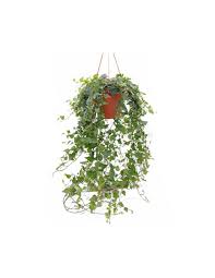Rende giallo e brillante qualsiasi oggetto; Hedera Helix Wilco Basket Verde Diametro Vaso 19 Cm
