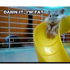We offer competitive pricing and discounts for pet stores in addition to specials and new product offerings throughout the month. This Looks Like My Hamsters They Are Always Trying To Fit Through Spaces Too Small For Them Laughter Is Good For The Soul Funny Funny Animals