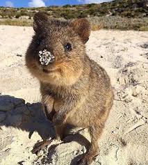 Infinity Holidays On Instagram Rottnest Island Local Thanks For Sharing Instaquokka Finnpup888 Regr Cute Little Animals Cute Funny Animals Cute Animals