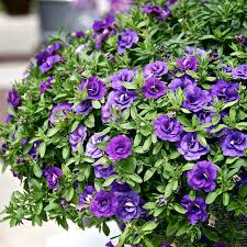 They come in a multitude of flowers and the way they grow are perfect for hanging baskets. 9 Colorful Plants For Hanging Baskets