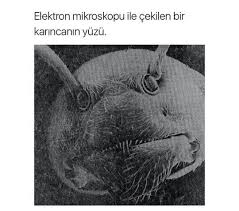 Irem Altay Adli Kullanicinin Bilgi Kupu Panosundaki Pin Komik Ilginc Gercekler Komik Seyler