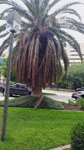 Removal of trees & stumps · removal for any size tree No Fronds On Palm Tree What To Do About Palm Tree Fronds Falling Off