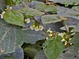 Image result for Lepistemon
