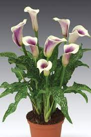 Calla Lily White With Purple Center Google Search Beautiful Rose Flowers Pink Calla Lilies Calla Lily
