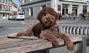 Der italienische wasserhund lagotto romagnolo vereint viele qualitäten: Italienischer Wasserhund Sie Hat Die Nase Stets Am Boden Kleinezeitung At