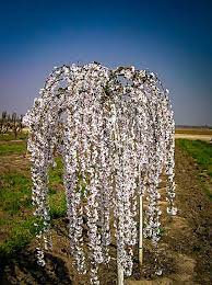 A weeping willow tree's body is brittle and this makes it short lived. Snow Fountains Weeping Cherry Trees For Sale The Tree Center
