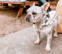 French bulldog rescue network, short mugs rescue squad, no borders bulldog rescue and lone star dog ranch rescue. Austin Com Austin Pet Friendly Pet Events Happening October 2019