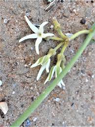 Image result for Orthanthera jasminiflora
