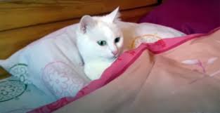Disi Kedi Nasil Kisirlastirilir Ne Nasil