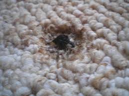 Here is the burn in the carpet that was caused by an iron that was left turned on. Repair Cigarette Burns On Carpet 4 Steps With Pictures Instructables