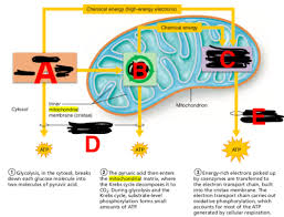 Is gluecose a product of photosynthesis is used to generate atp quizlet photosynthesis cellular respiration flashcards quizlet co2 is a waste product from image1.slideserve.com this atp, however, serves the purpose all atp does in the body: Anatomy And Physiology Exam 3 Cellular Respiration Flashcards Quizlet