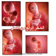 الشهر الرابع من الحمل