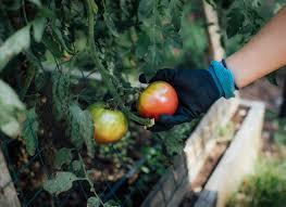 It also has good disease resistance. Setting Your Tomatoes Up For Success North Carolina Cooperative Extension