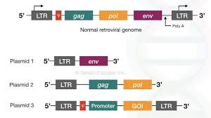 Gene Therapy Normal Retroviral Genome And Three Different Plasmids For Retroviral Gene Therapy Gene Therapy Therapy Genome