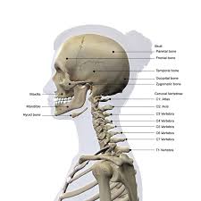 The atlas also supports the skull because it has two flat surfaces. How To Tell If You Have A Broken Neck Joi Jacksonville Orthopaedic Institute