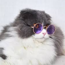 200+ gambar lucu bikin ngakak yang konyol dan gokil abis update terbaru 2018. Jual Kacamata Kucing Lucu Aksesoris Hewan Kesayangan Fashion Cat Kota Bekasi Kucing Rumahan Tokopedia