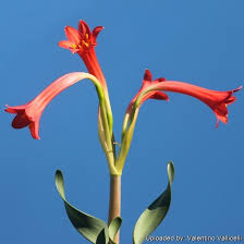 Image result for Cyrtanthus galpinii