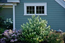 Double play artisan spirea has beautiful dark green foliage with new growth that is a burgundy color. Double Play Artisan Spirea Spiraea Japonica Proven Winners Tuff Stuff Hydrangea Hydrangea Serrata Spirea