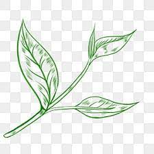Desenho De Folhas De Cha Verde Desenho De Linha Cerimonia Do Cha Cha Imagem Png E Psd Para Download Gratuito In 2021 Tea Leaves Illustration Leaf Illustration Leaves Illustration
