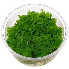 Image result for Ceratopteris thalictroides