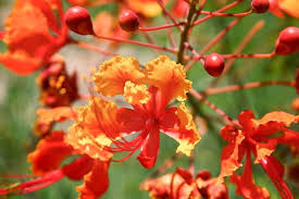 Image result for Caesalpinia rubra