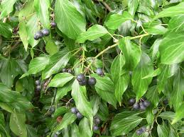 Maybe you would like to learn more about one of these? Ivy Berry Identification Wildcrafting Forum At Permies Plants Ivy Plants Plant Finder