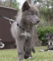 Excellent Kittens For Sale Near Me Craigslist Follow Dog Breeds Shepherd Puppies Puppies