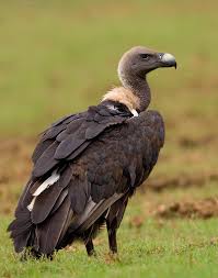 Swans and geese both have alike sexes. White Rumped Vulture Animal Database Fandom