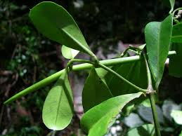 Image result for Secamone