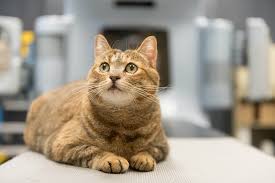 Cats suffering from stomach or intestinal cancer will almost always show changes in eating habits due to tumors in the gastrointestinal tract. Common Cancers In Cats Flint Animal Cancer Center