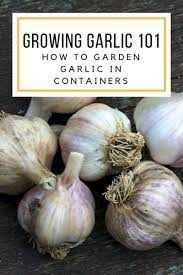 Learn How To Grow Garlic In Containers Container Gardening Garlic Growing Garlic How To Growing Garlic Organic Gardening Tips Growing Vegetables Indoors