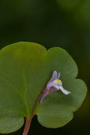 E' una pianta spontanea molto appariscente attira con il convolvolo a grandi fiori bianchi ha un solo difetto quando decide di crescere in un orto diviene troppo. Primavera I Fiori Spontanei Piu Diffusi E Che Vediamo Tutti I Giorni Fondazione Museo Civico Di Rovereto