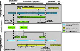 In the absence of cell migration, the orientation of cell divisions is crucial for body plan determination in plants. Kinetochore Regulation Of Anaphase And Cytokinesis Springerlink