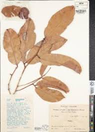 Image result for Crudia