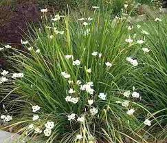 Image result for Dietes