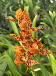 Image result for Oeceoclades saundersiana