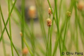 Image result for Eleocharis geniculata